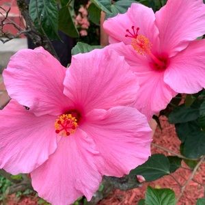 Meet your Posher, Jayela